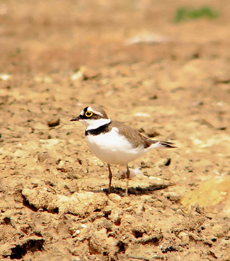 Little Ringed Plover