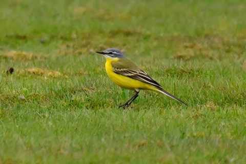 Blue-headed Wagtail