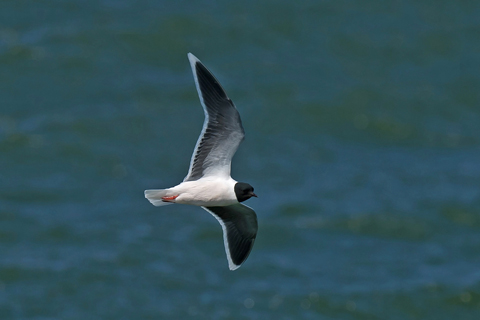 Little Gull