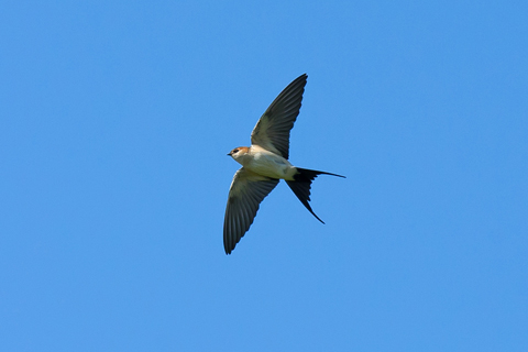 Red-rumped Swallow