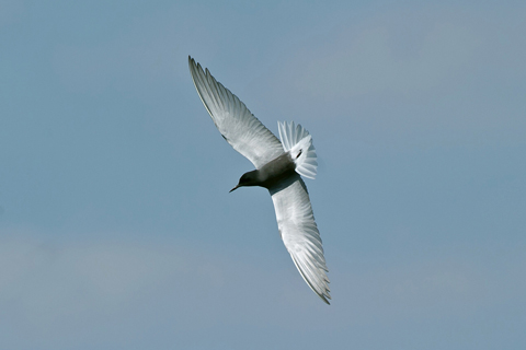 Black Tern