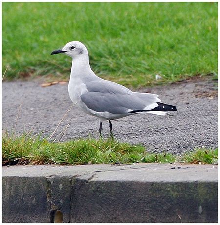 Laughing Gull
