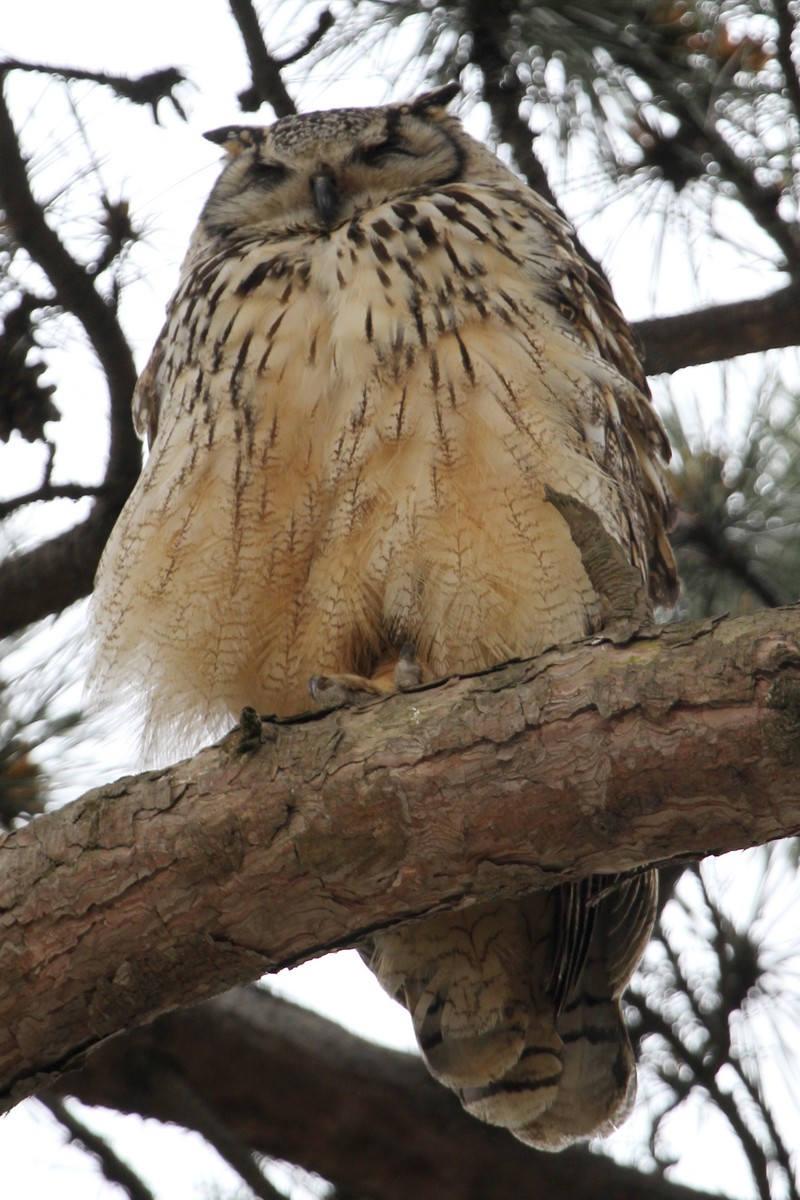 Eagle Owl