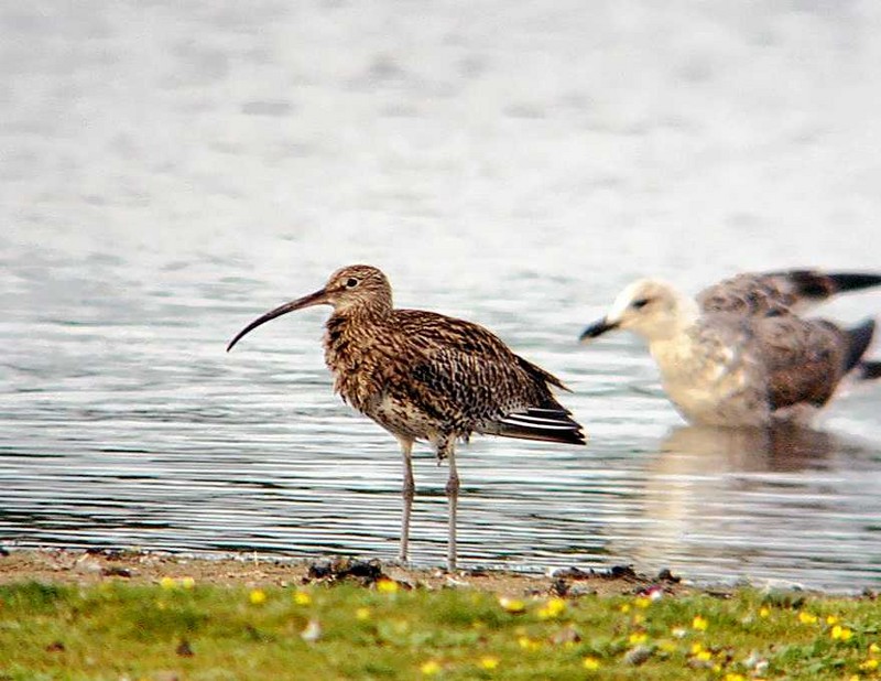 Curlew