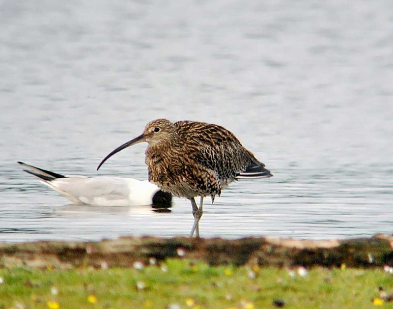 Curlew