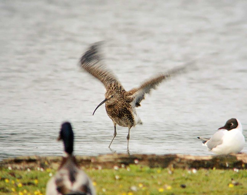 Curlew