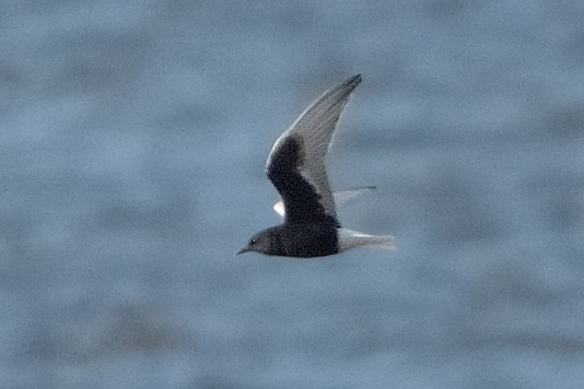 White-winged Black Tern
