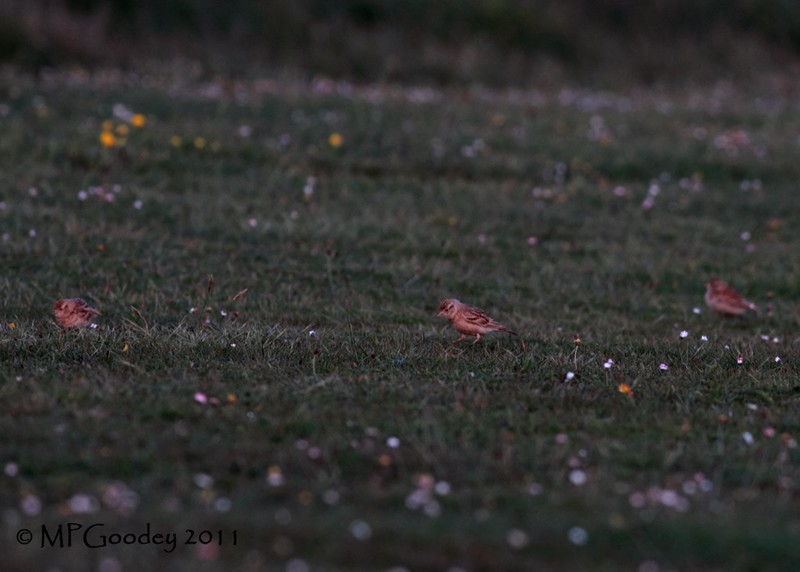 Short-toed Lark