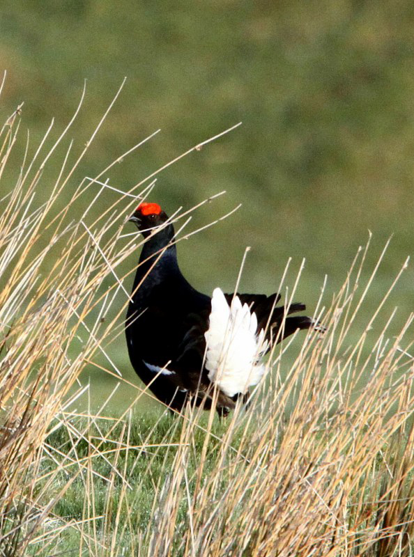 Black Grouse