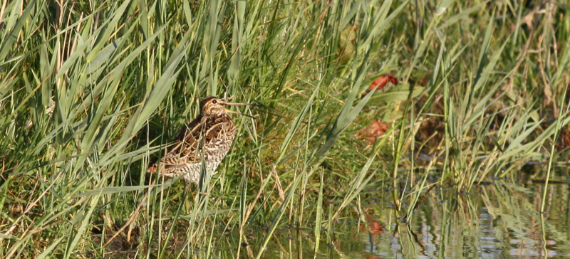 Great Snipe