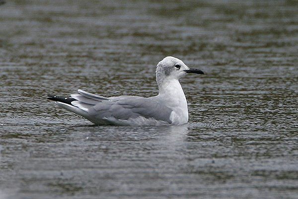 Laughing Gull