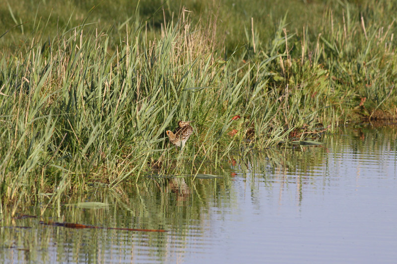 Great Snipe