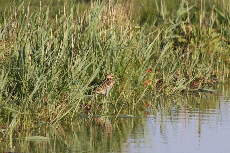 Great Snipe