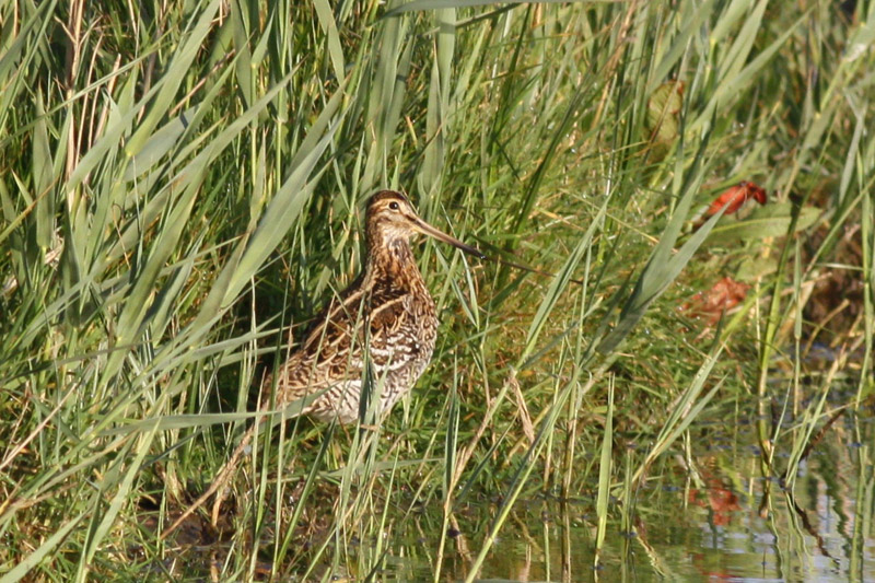 Great Snipe