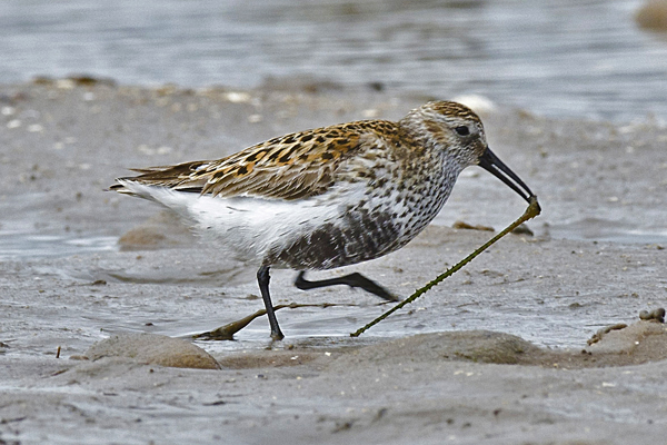Dunlin