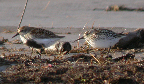 Broad-billed Sandpiper