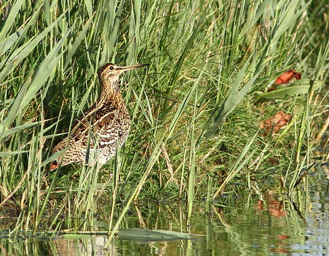 Great Snipe