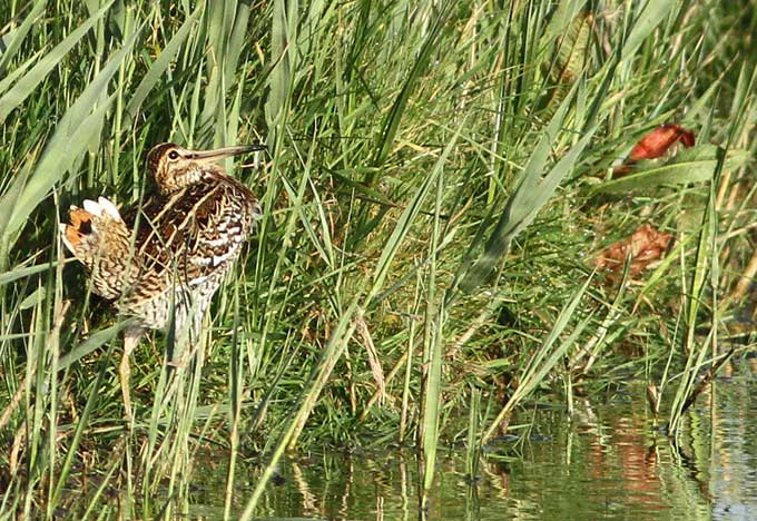 Great Snipe