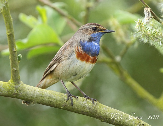 Bluethroat