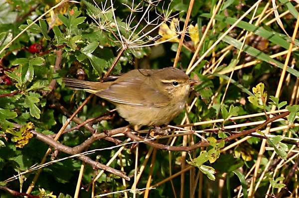 Radde's Warbler