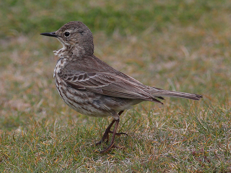 Rock Pipit