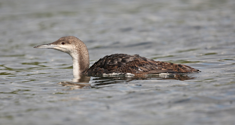 Black-throated Diver
