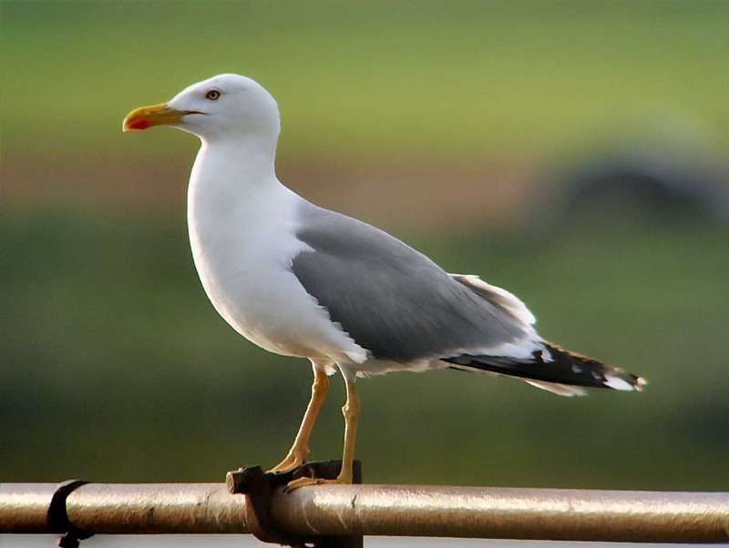 Yellow-legged Gull
