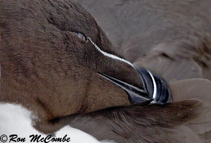 Razorbill