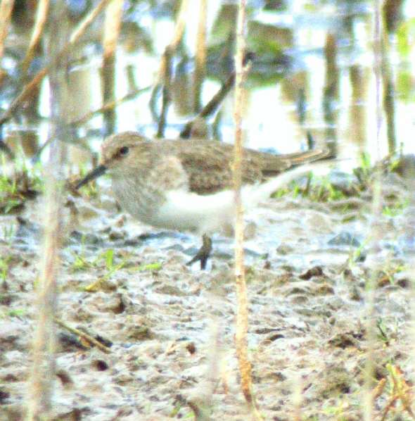 Temminck's Stint