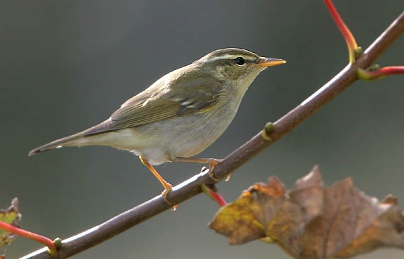 Arctic Warbler