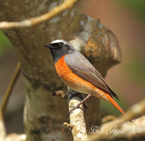 Redstart