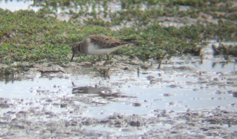 Temminck's Stint
