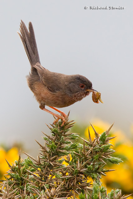 Dartford Warbler
