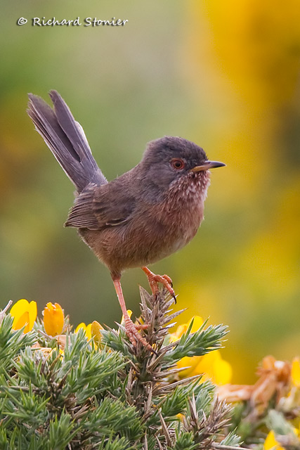 Dartford Warbler