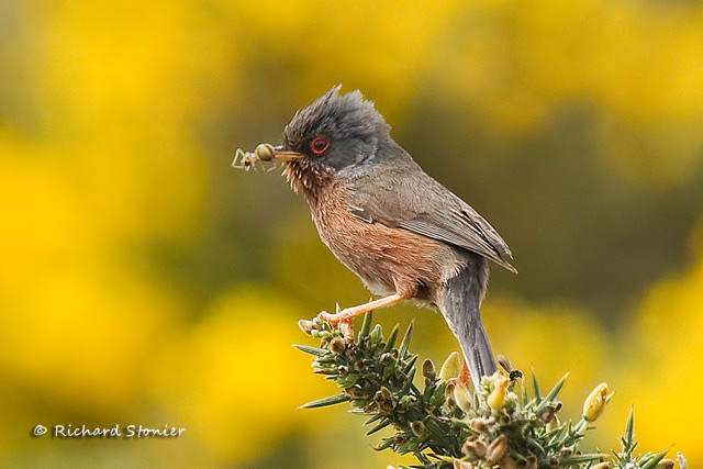 Dartford Warbler
