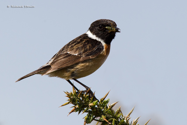 Stonechat
