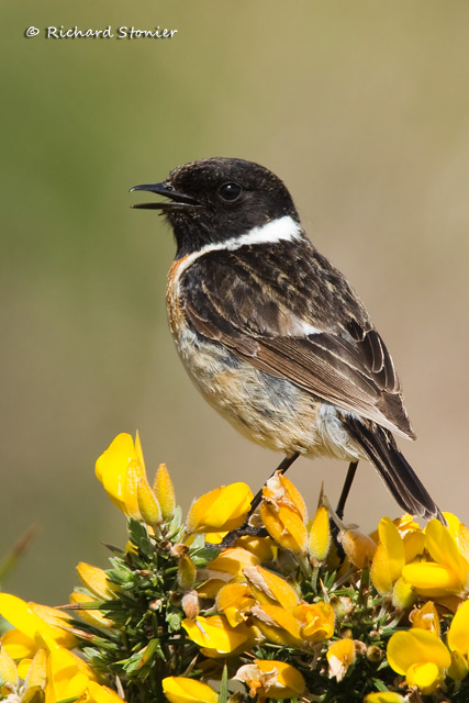 Stonechat