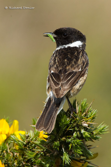 Stonechat