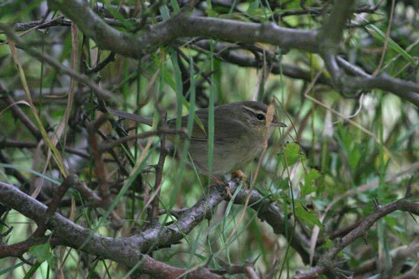 Radde's Warbler