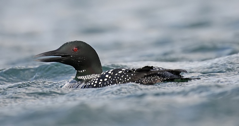Great Northern Diver