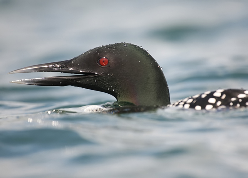 Great Northern Diver