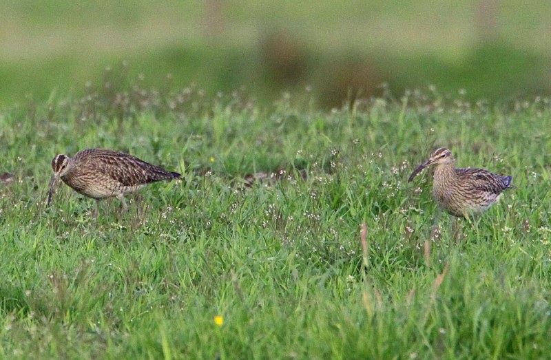 Whimbrel