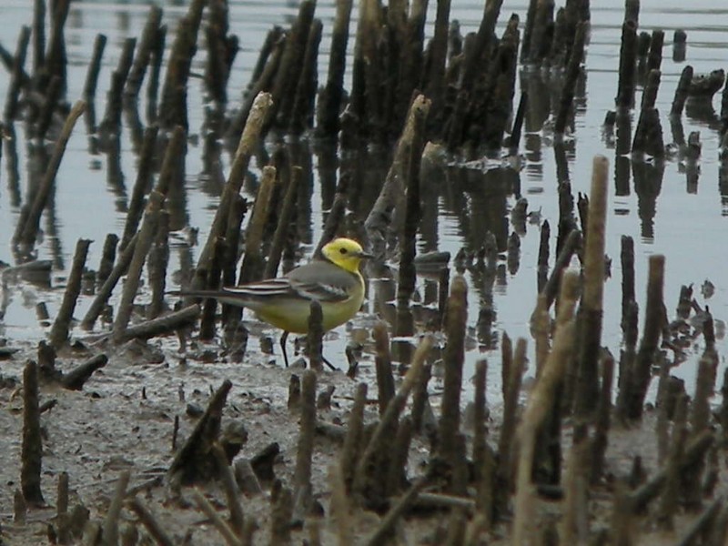 Citrine Wagtail