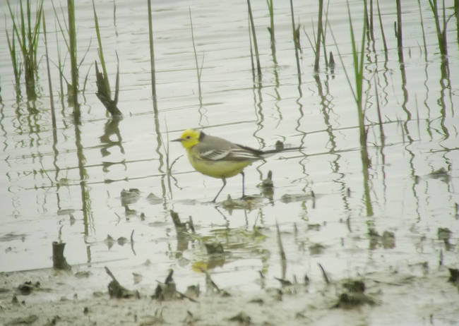 Citrine Wagtail