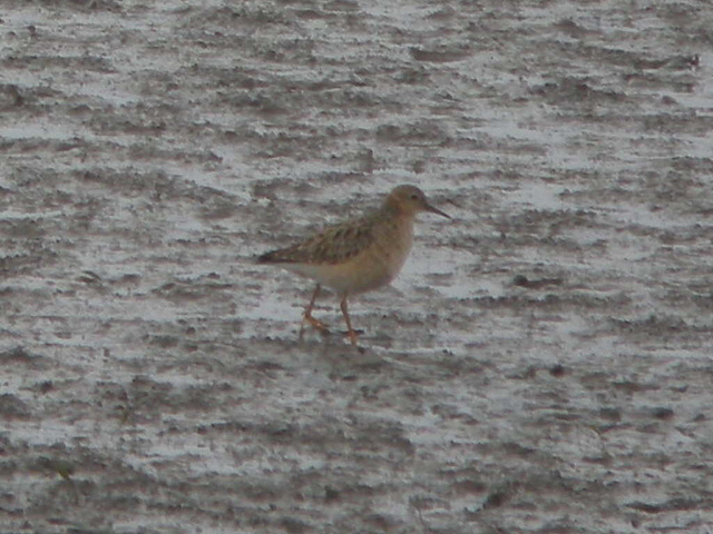 Buff-breasted Sandpiper