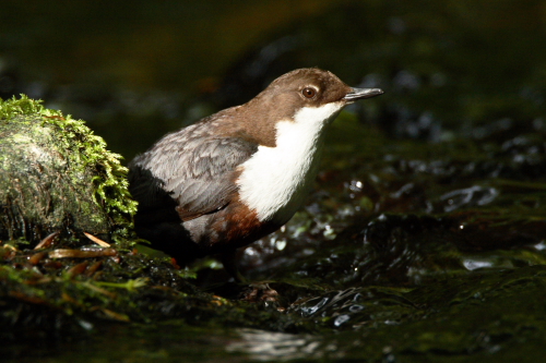 Dipper