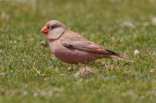 Trumpeter Finch