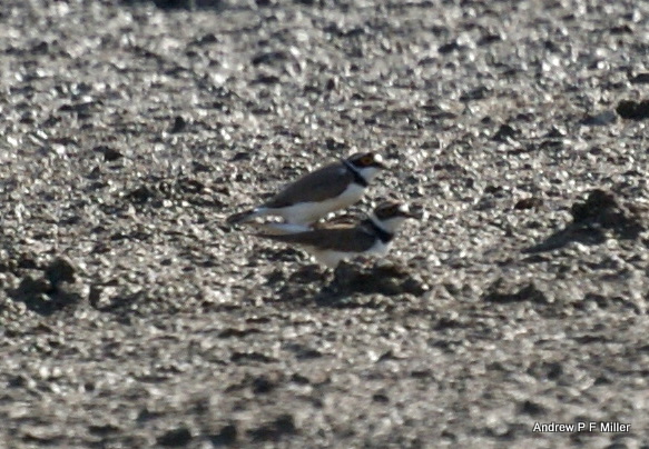 Little Ringed Plover