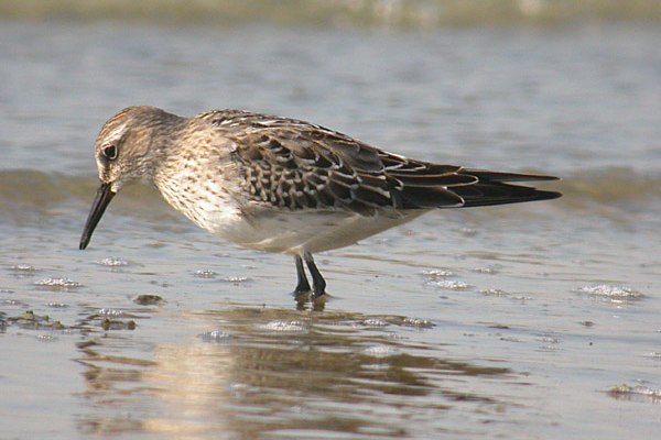 White-rumped Sandpiper