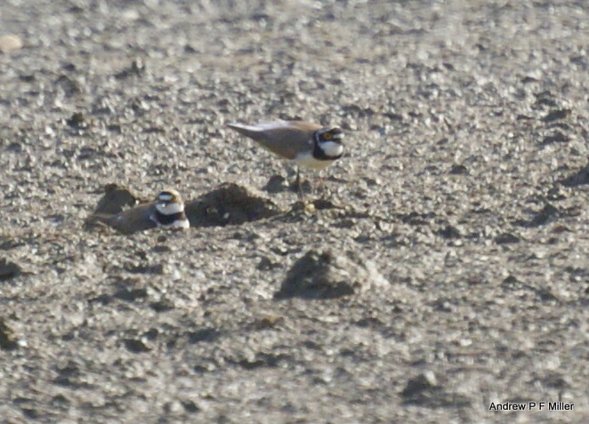 Little Ringed Plover